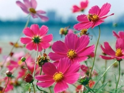 blogchart_img